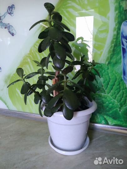 Крассула, толстянка, денежное дерево