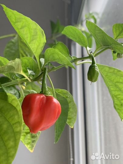 Перец очень острый Хабанеро куст