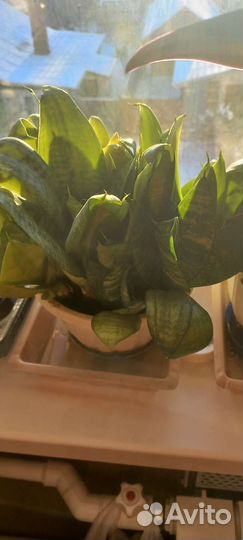 Комнатные растения