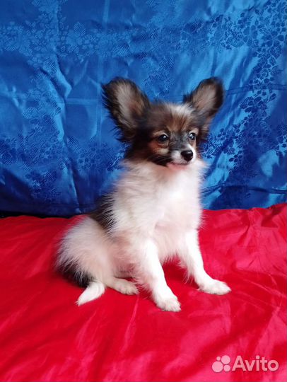 Мальчик мини папийон