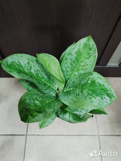 Сортовые аглаонемы