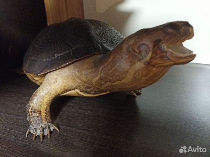 Чучело черепахи