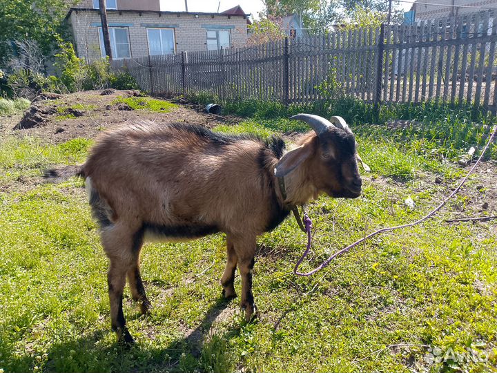 Англо нубийский козел