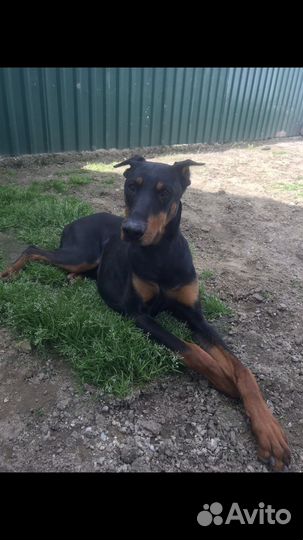 Отдам добермана