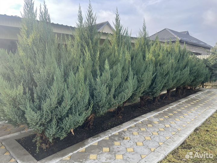 Можжевельник