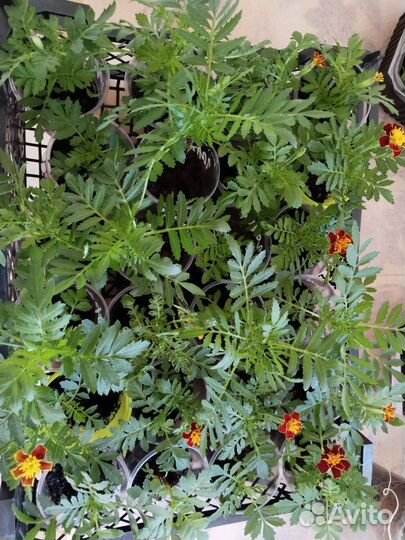 Рассада бархатцы в стаканчиках