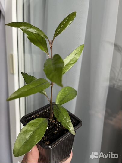 Псевдоэнрантемум Лаксифлорум