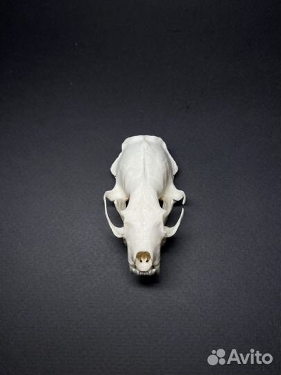 Череп норки