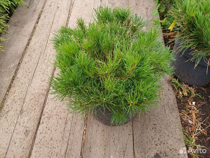 Сосна горная пумилио