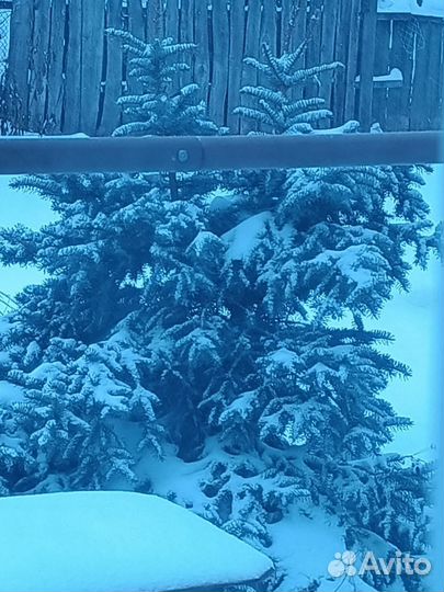 Голубая ель