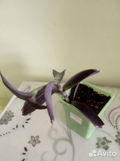 Традесканция