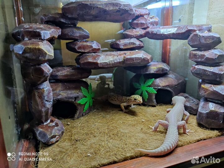 Террариум для рептилий