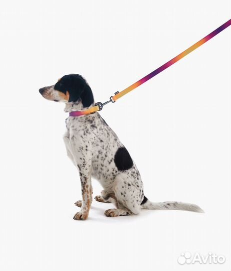 Ошейник для собак staya