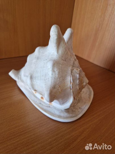 Ракушка морская большая