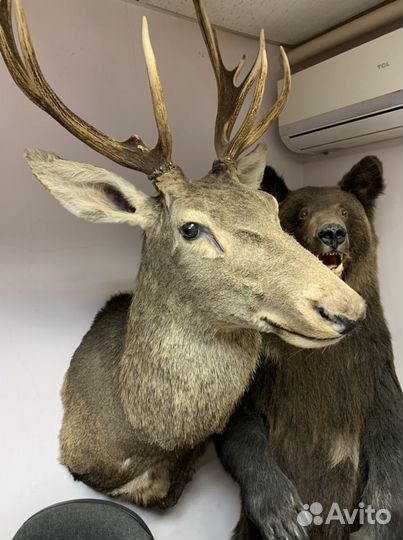Чучело благородного оленя