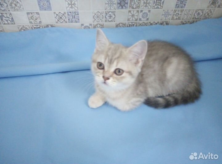 Бриташки-очаровашки