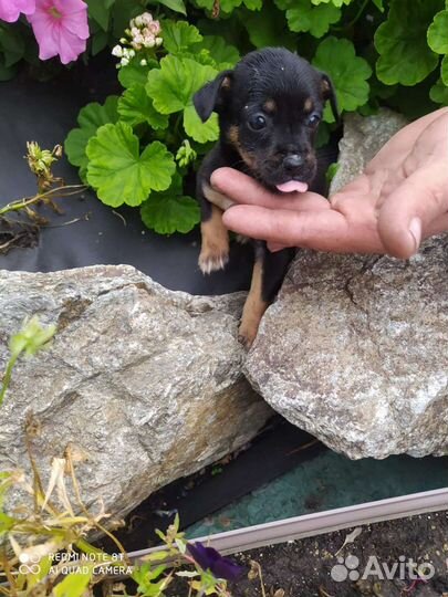 Мини той-терьер