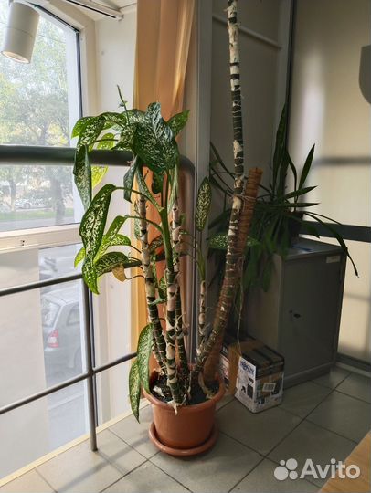 Диффенбахия