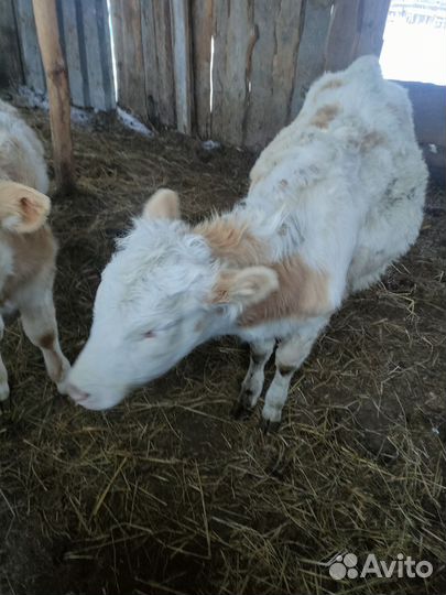 Двух хороших коров на молоко телят бычёк и тёлочку