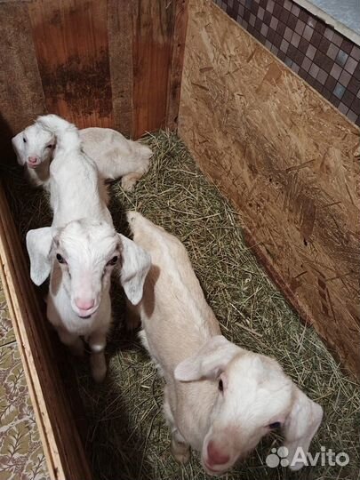 Нубийские козлята