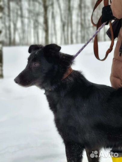 Мишку подбросили в приют