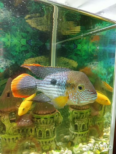 Аквариум с рыбками