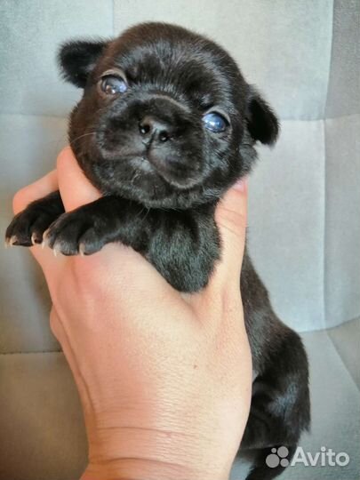 Щенки чихуахуа