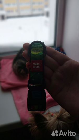 Ошейник для собак