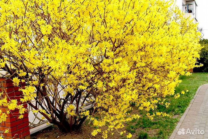 Форзиция саженцы
