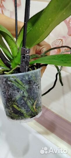 Орхидея каменная роза