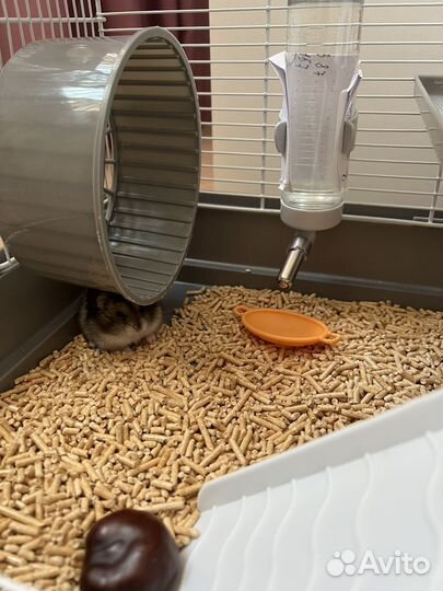 Джунгарский хомяк с клеткой