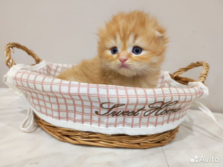 Шотландский длинношерстный милах
