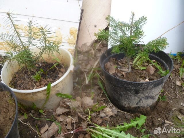 Саженцы пихты сибирской