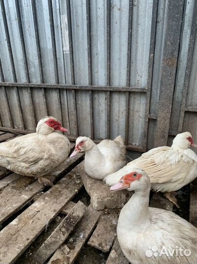 Индоутята, гусята