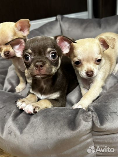 Щенки чихуахуа