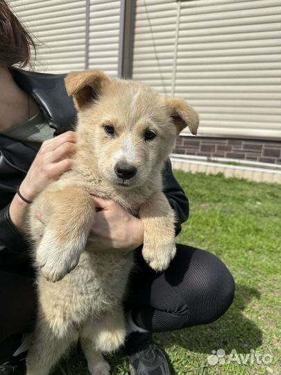 Собака в добрые руки,отдам бесплатно