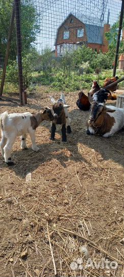 Камерунский козлик