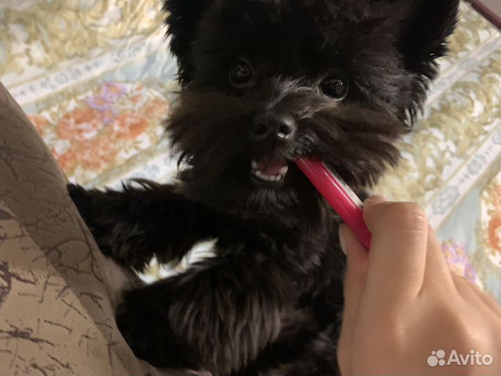 Йоркширский терьер