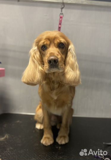 Груминг на ул. Щорса: экспресс линька,стрижка