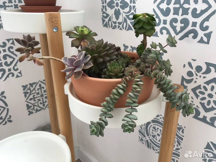 Суккуленты набор Каменные цветы