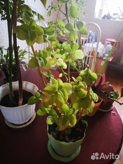 Продам цветы комнатные