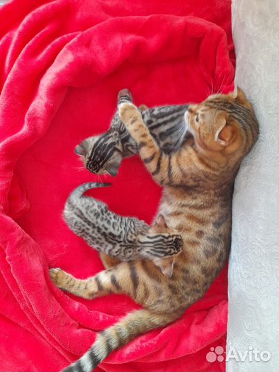 Бенгальские котята