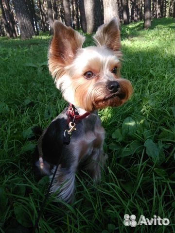 Стрижка собак