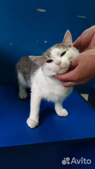 Молодой красивый котик Коржик