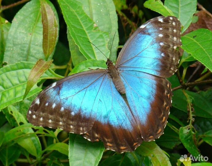 Экзотические бабочки т/б-183