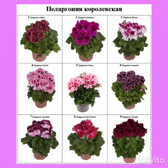 Комнатные цветы - в Тепличном хозяйстве