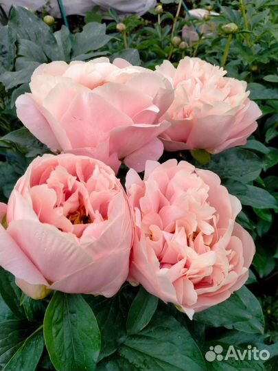 Пионы деленки пастелорама