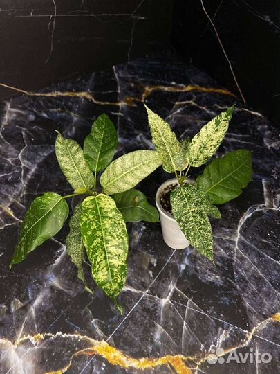 Фикус Алтиссима Нью клон