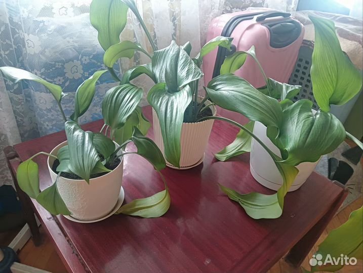 Эухарис амазонская лилия