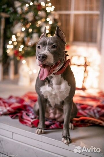 Собака на фотосессию